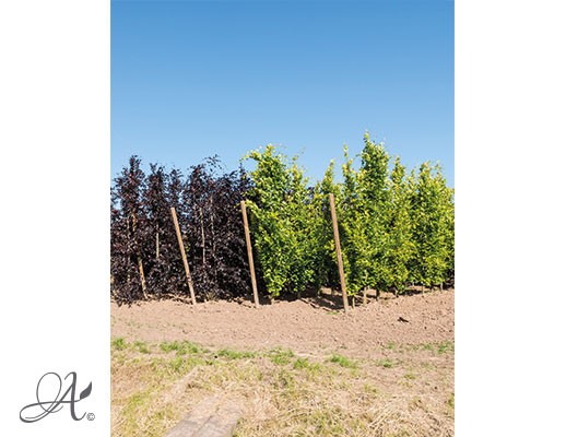 Fagus in assortment – bare root trees from Dutch nurseries