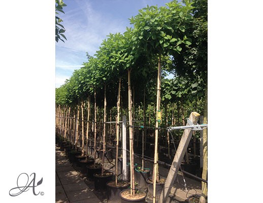 Hydrangea Paniculata ‘Limelight’ – tree seedlings in containers