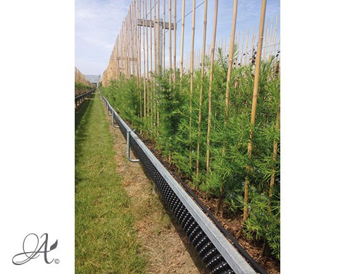 Larix Decidua – buy tree seedlings in airpots