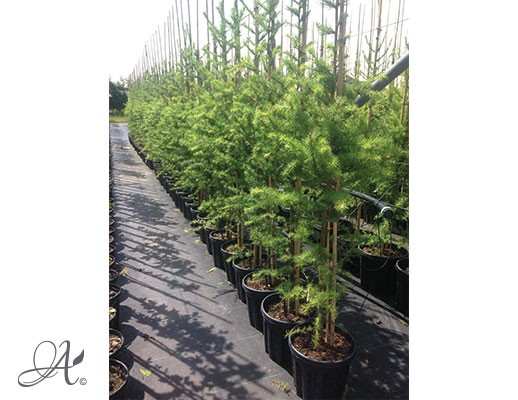  Larix Decidua – tree seedlings in airpots from Dutch nurseries