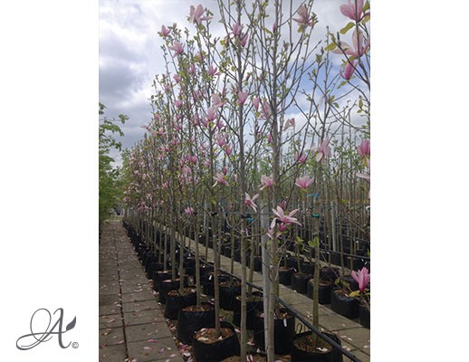 Magnolia ‘Galaxy’ – tree seedlings in containers