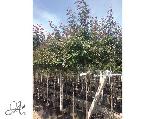 Malus ‘Profusion’– tree seedlings in containers