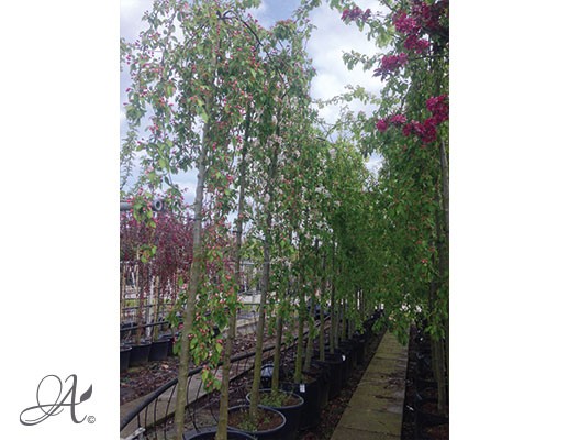  Malus ‘Red Jet’ – tree seedlings in containers