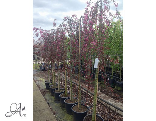Malus ‘Royal Beauty’ – tree seedlings in containers