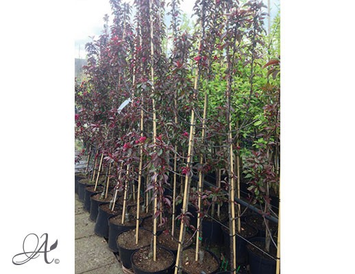 Malus ‘Royalty’ – tree seedlings in containers