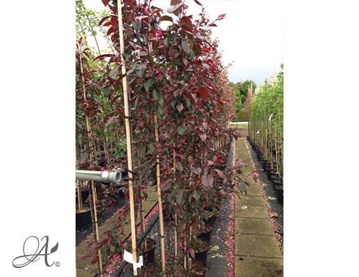  Malus ‘Rudolph’ – tree seedlings in containers