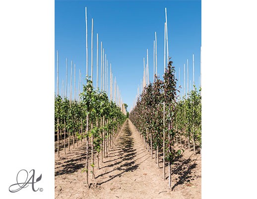 Malus in assortment – bare root trees from Dutch nurseries