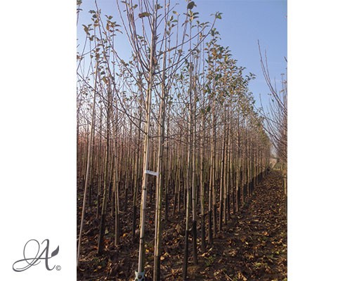 Malus Domestica ‘Elstar’ – bare root trees from Dutch nurseries