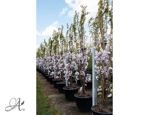 Prunus ‘Amarogana’ – tree seedlings in containers