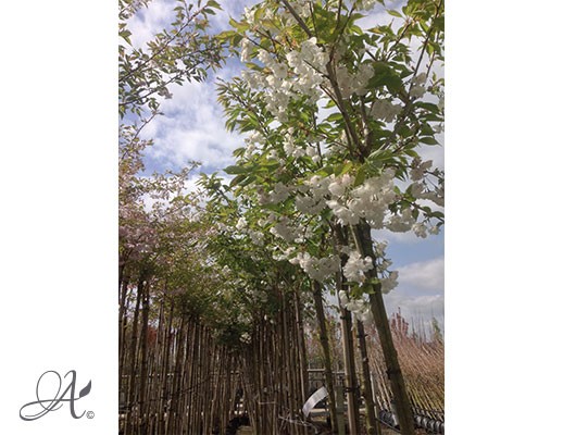 Prunus Serrulata ‘Shirotae’ – tree seedlings in containers