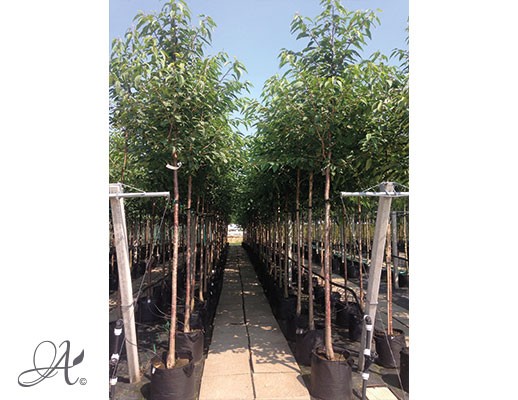 Вишня - Prunus | купить саженцы деревьев в контейнерах