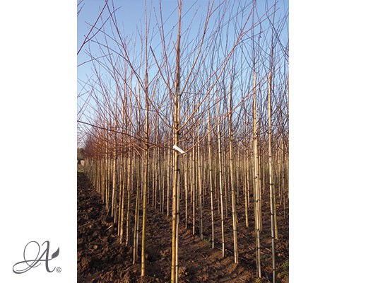 Prunus Maackii ‘Amber Beauty’ – bare root trees from Dutch nurseries