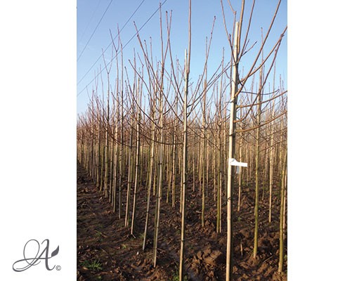 Prunus Padus ‘Watereri’ – bare root trees from Dutch nurseries