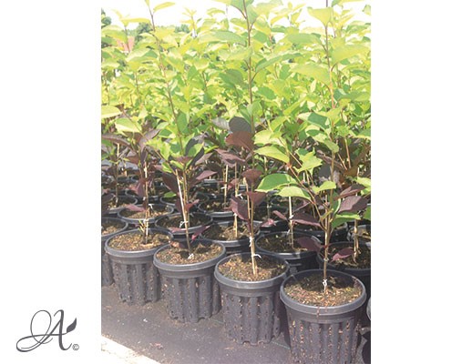 Prunus padus ‘Colorata’ - tree seedlings in airpots from Dutch nurseries
