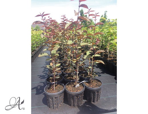 Prunus Padus ‘Watereri’- tree seedlings in airpots from Dutch nurseries