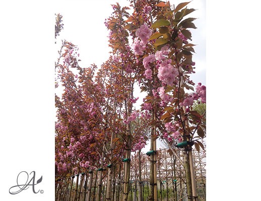 Prunus Serrulata ‘Kanzan’ – tree seedlings in containers
