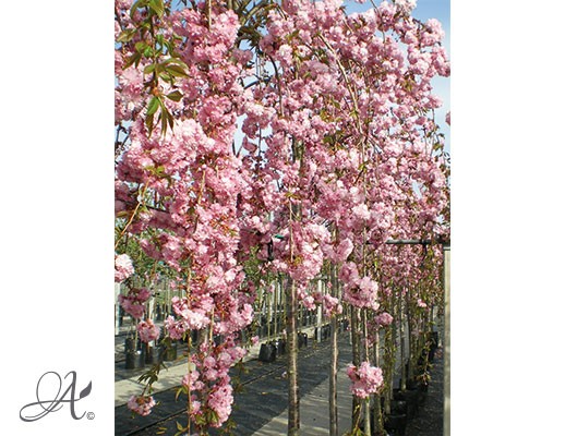 Prunus Serrulata ‘Kikushidare Sakura’ – tree seedlings in containers