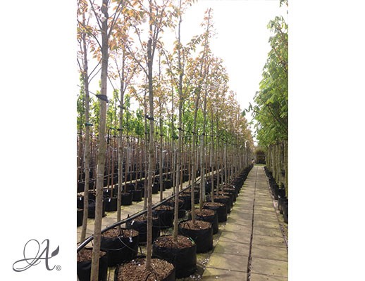 Prunus Serrulata ‘Sunset Boulevard’ – tree seedlings in containers