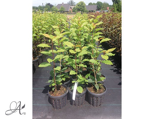 Prunus Virginiana ‘Canada Red’ - tree seedlings in airpots from Dutch nurseries 