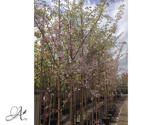 Prunus Yedoensis – tree seedlings in containers