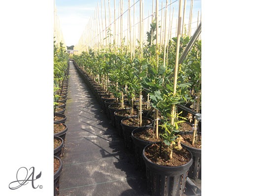 Quercus - tree seedlings in airpots from Dutch nurseries