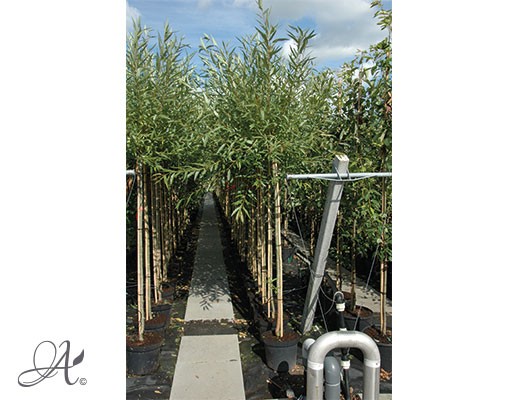 Salix Alba ‘Chermesina’ - tree seedlings in containers