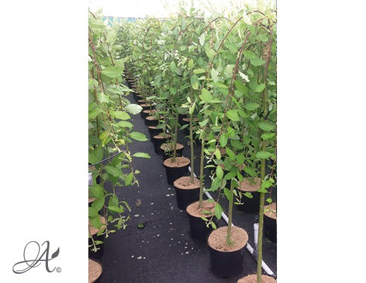 Salix Carpea ‘Kilmarnock’ - tree seedlings in containers