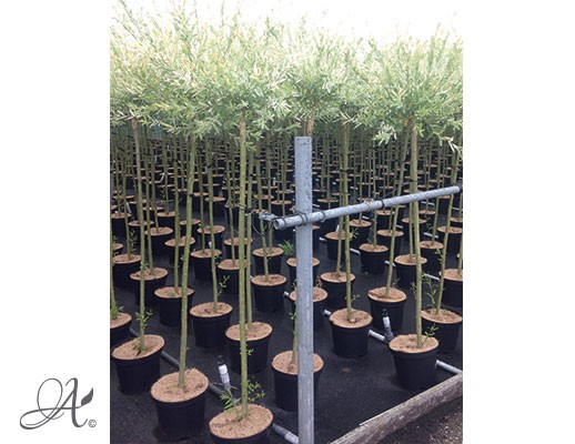 Salix Integra ‘Hakuro-Nishiki’ - tree seedlings in containers
