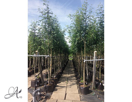 Sorbus Aucuparia ‘Edullis’ - tree seedlings in containers