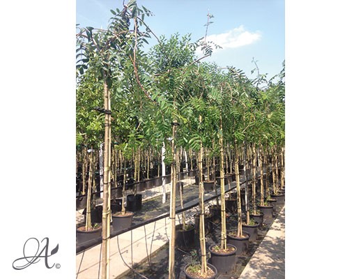 Sorbus Aucuparia ‘Pendula’ - tree seedlings in containers 