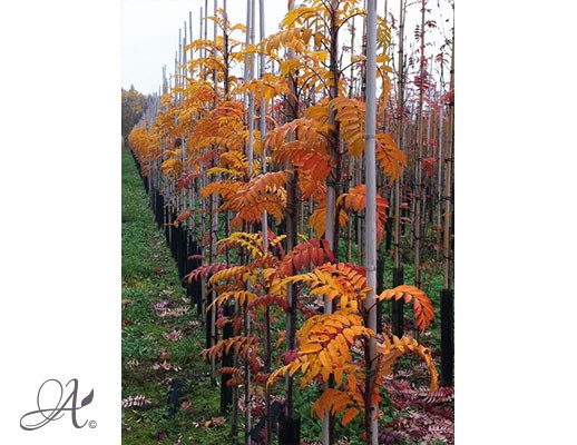 Sorbus in assortment – bare root trees from the Netherlands