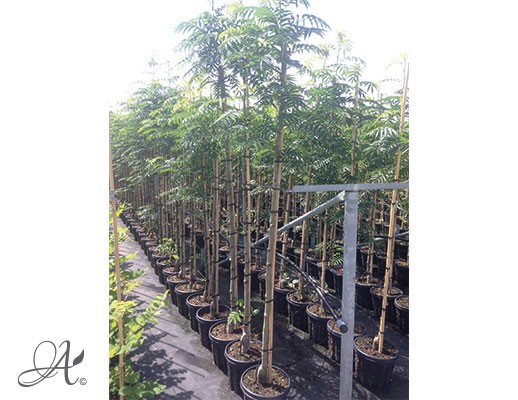 Sorbus Dodong - tree seedlings in airpots from Dutch nurseries