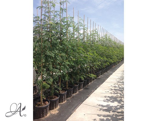 Sorbus - tree seedlings in airpots from Dutch nurseries