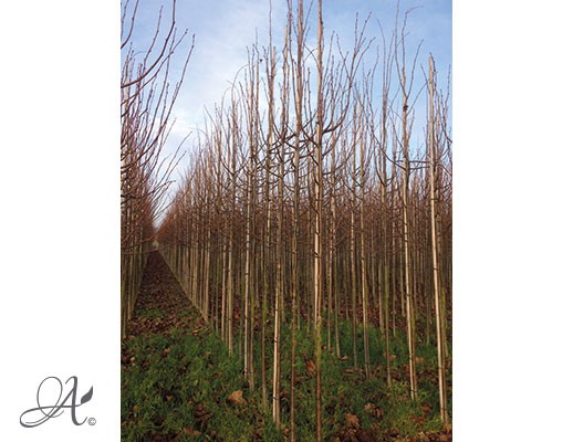 Tilia Cordata ‘Greenspire’ – bare root trees from the Netherlands