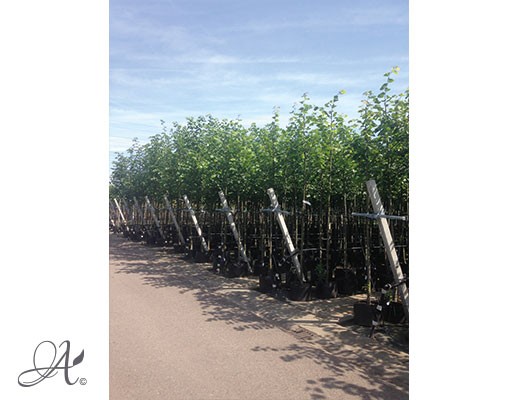 Tilia Coradat ‘Greenspire’ - tree seedlings in containers 