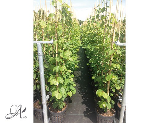 Tilia Cordata ‘Greenspire’ - tree seedlings in airpots from Dutch nurseries