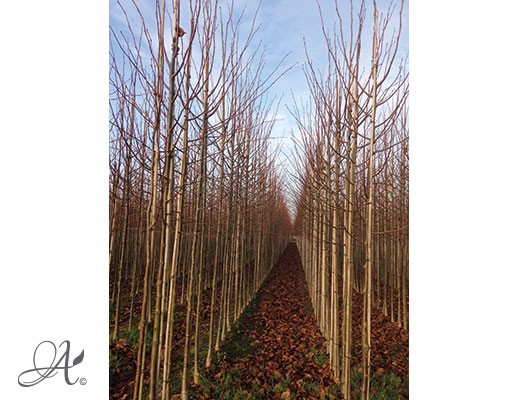 Tilia Europea ‘Pallida’ – bare root trees from the Netherlands