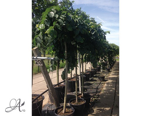 Ulmus ‘Caperdownii’ - tree seedlings in containers 