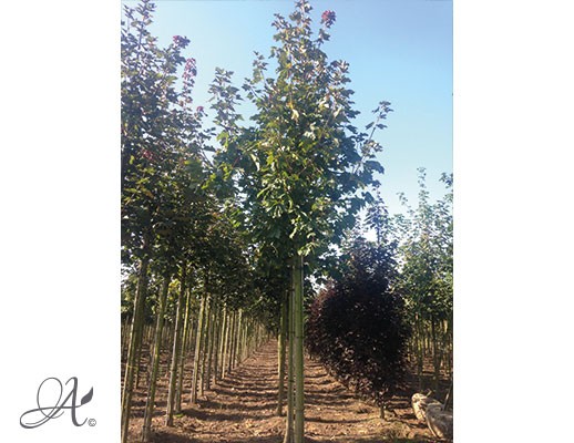 Acer platanoides ‘Deborah’ – Open ground trees from Dutch nurseries