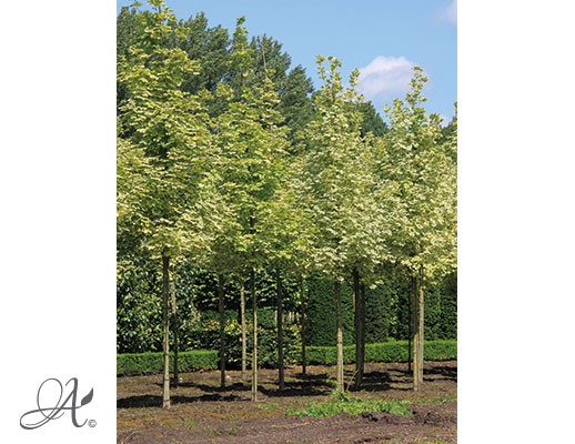 Acer platanoides ‘Drummondii’ – Open ground trees from Dutch nurseries