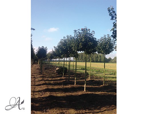 Acer platanoides ‘Globosum’ – Open ground trees from Dutch nurseries
