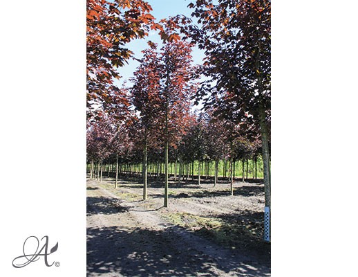  Acer platanoides ‘Royal Red’ – Open ground trees from Dutch nurseries