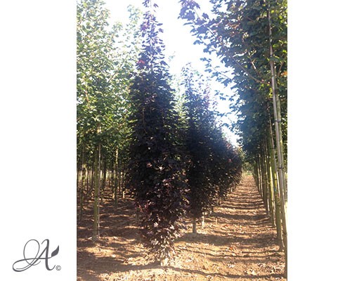 Acer platanoides ‘Crimson Sentry’ – Open ground trees from Dutch nurseries