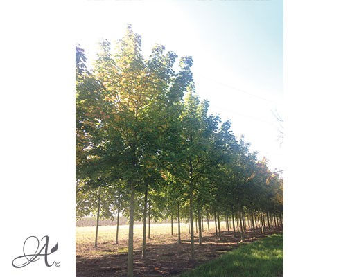Acer platanoides – Open ground trees from Dutch nurseries