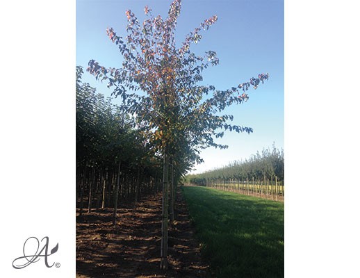 Acer Tataricum ‘Ginnala’– Open ground trees from Dutch nurseries