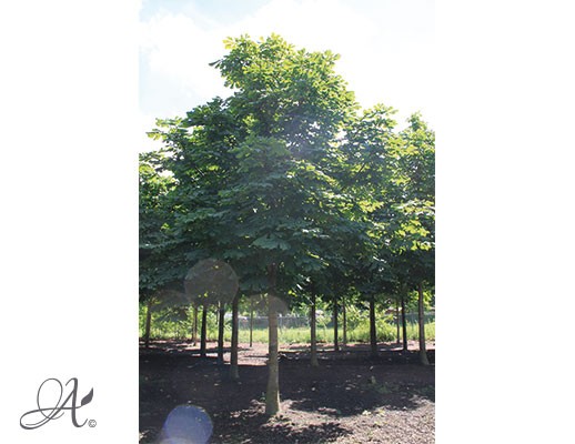 Aesculus Hippocastanum – Open ground trees from Dutch nurseries