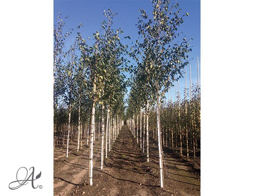 Betula Utilis ‘Jacquemonti’ – Open ground trees from Dutch nurseries