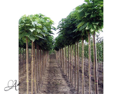 Catalpa – Open ground trees from Dutch nurseries