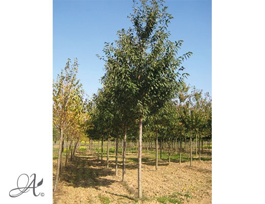 Prunus Avium ‘Plena’ – Open ground trees from Dutch nurseries