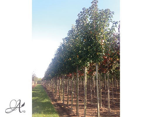 Prunus Padus – Open ground trees from Dutch nurseries